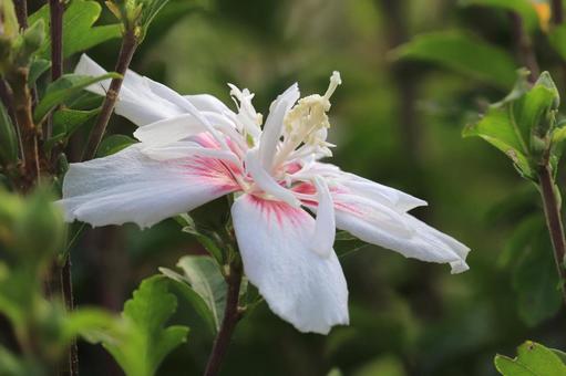 ハイビスカスにも似たムクゲの花 ハイビスカスにも似たムクゲの花の写真