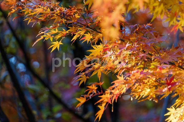 柔らかな光に照らされる紅葉の枝 紅葉,楓,秋の写真素材