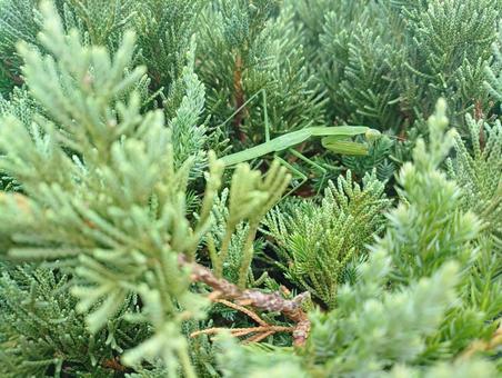 茂みにて。 茂みにて。の写真