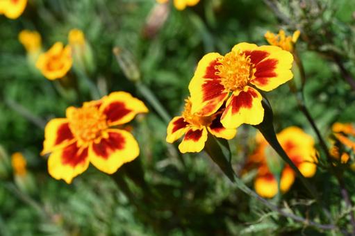 近所の庭に咲いたマリーゴールドの花の写真