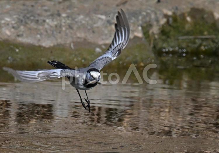 魚をくわえて飛ぶハクセキレイ3 ハクセキレイ,野鳥,飛び立つの写真素材
