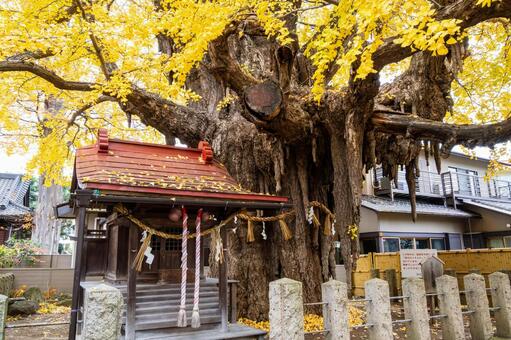 宮城野八幡神社と乳イチョウ⒃ 神社,宮城野八幡神社,神社仏閣の写真素材