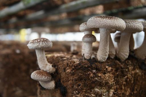 Shiitake mushroom picking, JPG