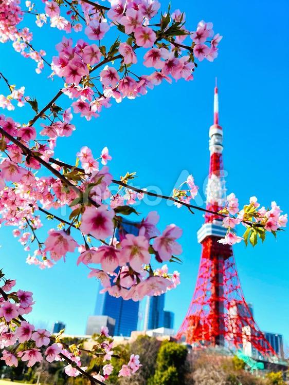 東京タワーをバックに咲く桜 桜,東京タワー,快晴の写真素材