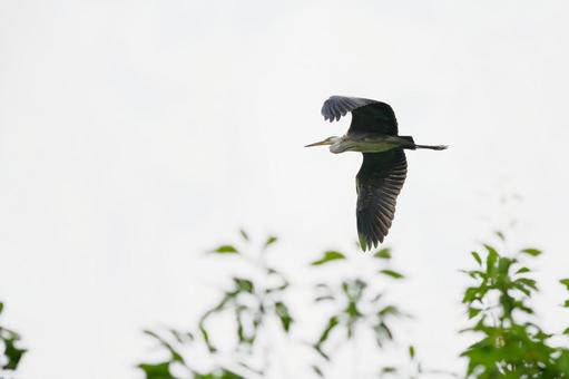 Grey Heron⑿, JPG