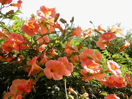 ノウゼンカズラ・凌霄花 ノウゼンカズラ・凌霄花の写真