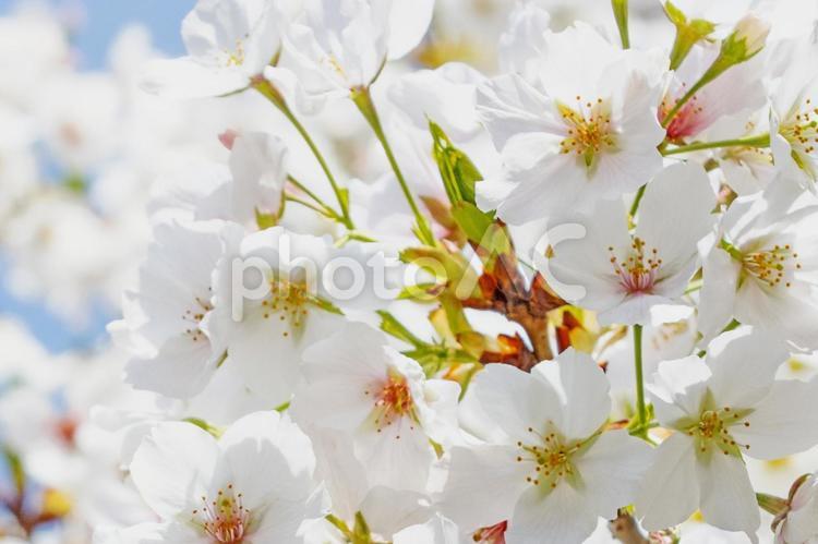 青空と満開の桜の背景 桜,春,満開の写真素材