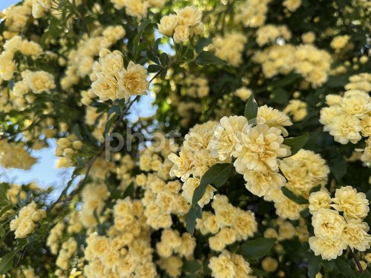 満開の黄色のモッコウバラ モッコウバラ,黄色,開花の写真素材