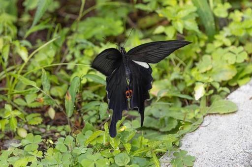 オナガアゲハ オナガアゲハ オナガアゲハ,蝶,黒アゲハの写真素材