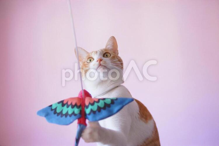 鳥を引っ張って捕まえる猫 積極的,元気,明るいの写真素材