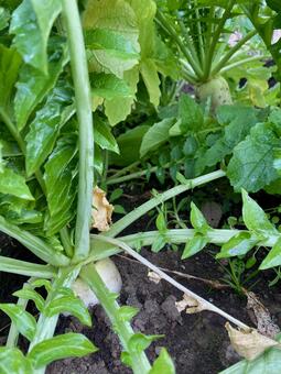 大根の季節 大根,根菜,冬野菜の写真素材