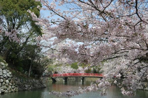 桜と川と橋 桜と川と橋の写真