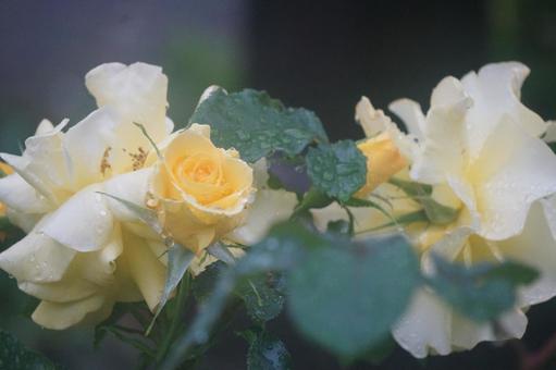 薔薇 薔薇の写真