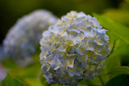 【花】紫陽花(あじさい・アジサイ)・青色の写真