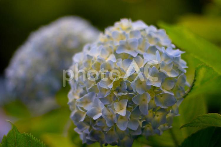 【花】紫陽花(あじさい・アジサイ)・青色 紫陽花,花,緑の写真素材