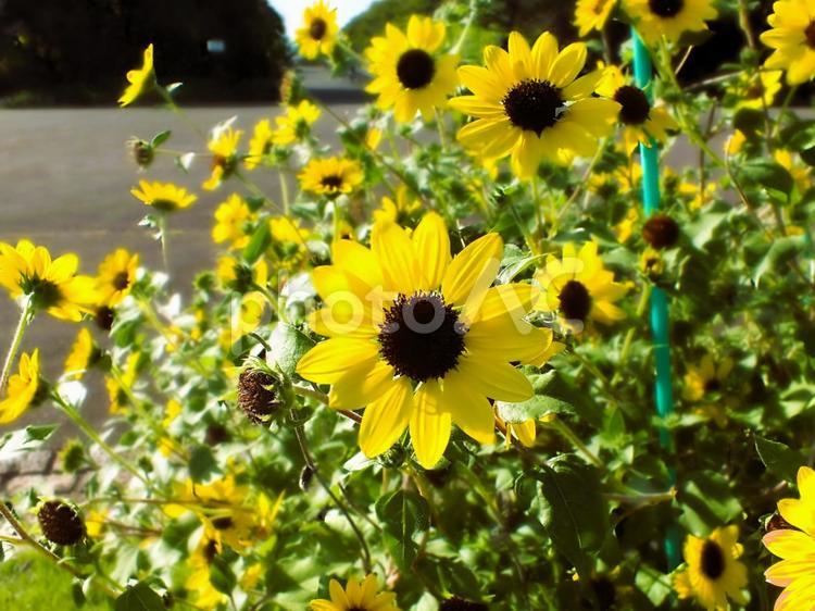 たくさん咲いた向日葵の花 向日葵,黄色い花,イエローの写真素材