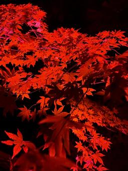 夜の紅葉狩り もみじ,秋,赤色の写真素材