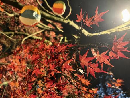 紅葉 紅葉,もみじ,秋の写真素材