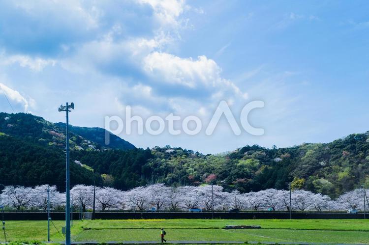 桜の並木 桜の並木,自然,背景の写真素材