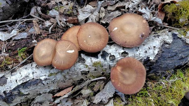 天然椎茸 椎茸,きのこ,キノコ狩りの写真素材