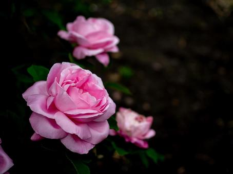 大輪の美しいピンクの薔薇 大輪の美しいピンクの薔薇の写真