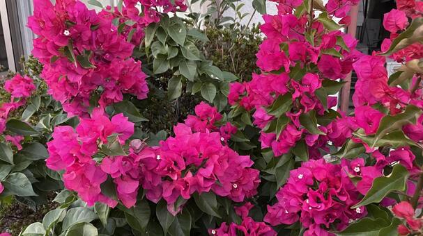 ガーデニングの赤い花 花,植物,赤の写真素材