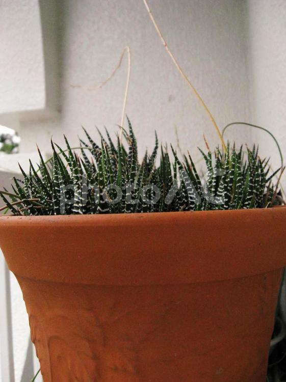 ハオルチア属・硬葉系・十二の巻 多肉植物,インテリア,木の写真素材