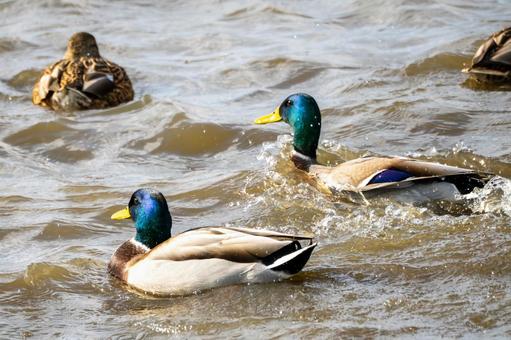 マガモ(23)の写真