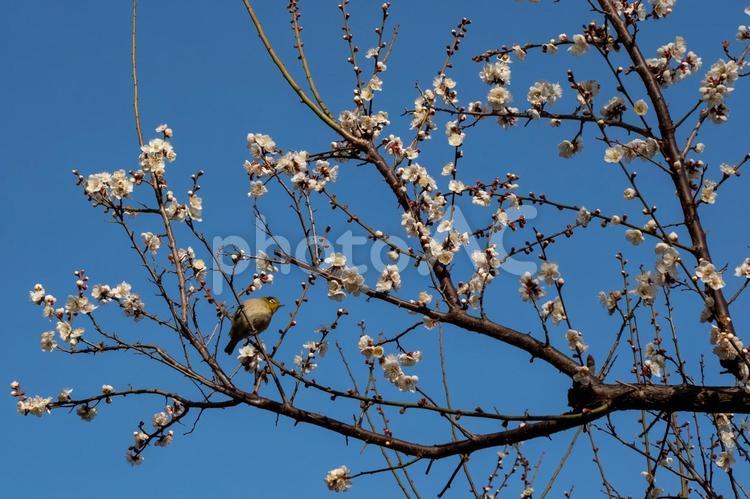 咲き始めた白梅とメジロ 春,空,ブルースカイの写真素材