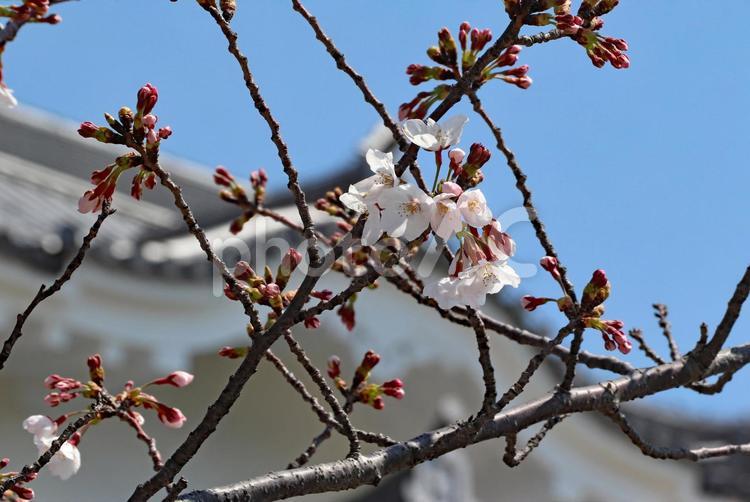 お城の桜 桜,城,春の写真素材