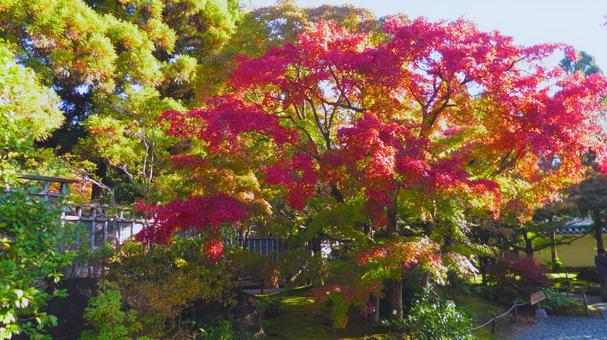 姫路城 好古園3 紅葉,もみじ,秋の写真素材