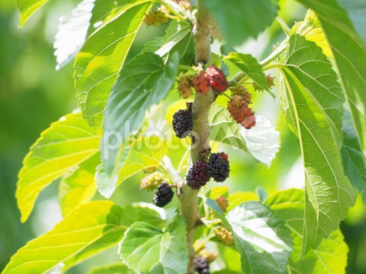桑の実の素材写真 - No: 32684695｜写真素材なら「写真AC」無料（フリー）ダウンロードOK