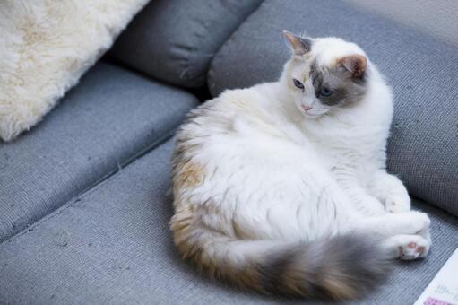 くつろぐ猫 くつろぐ猫の写真