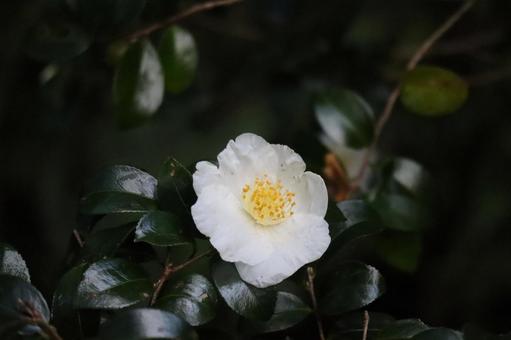 緑の葉と白い花びらの山茶花の花のアップ 緑,葉,白いの写真素材