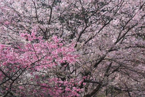 桜 桜の写真