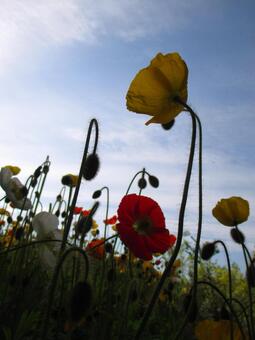 Poppy, blur, field, poppy, JPG