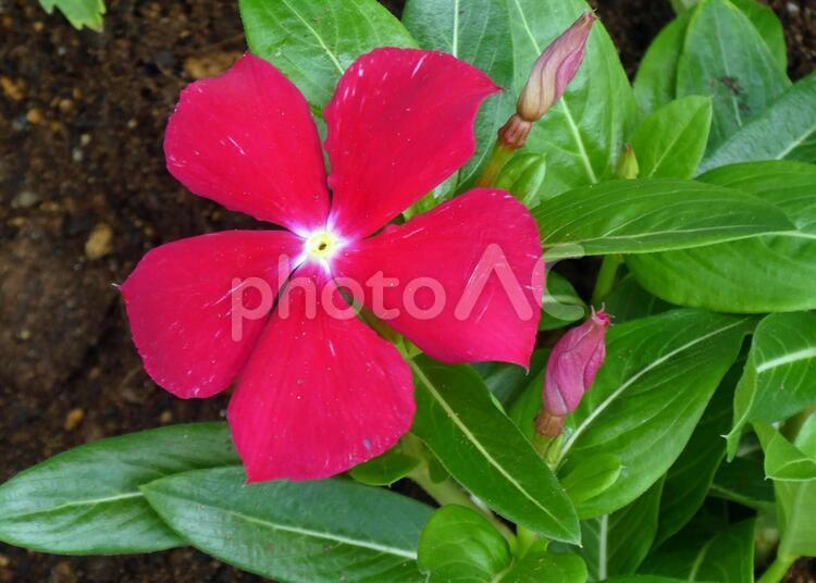 有毒植物とは思われない白粉花 オシロイバナ,白粉花,白粧花の写真素材
