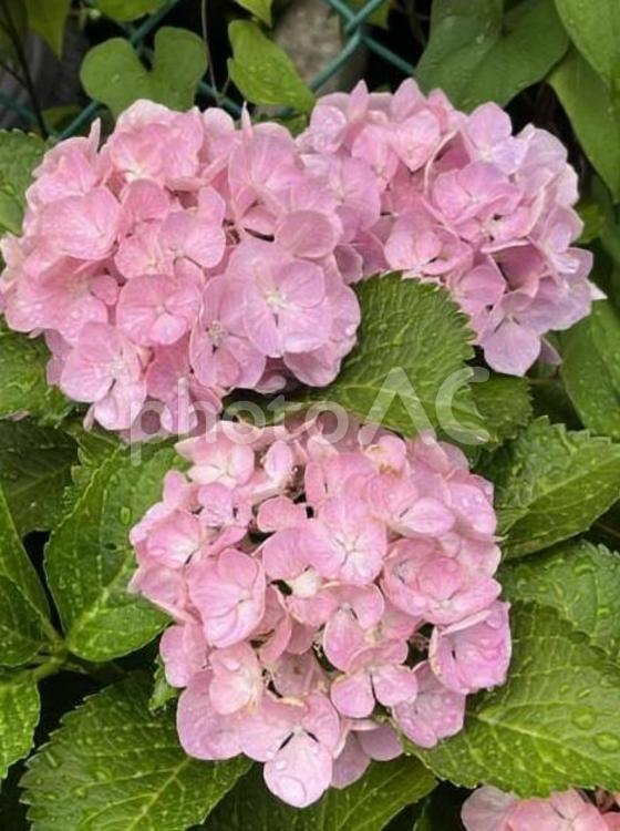 雨に濡れるピンクのアジサイ アジサイ,花,植物の写真素材