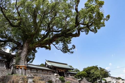 諏訪神社 クスノキと山門 諏訪神社 クスノキと山門 諏訪神社,お諏訪さん,楠木の写真素材
