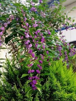 ムラサキシキブ ムラサキシキブの写真