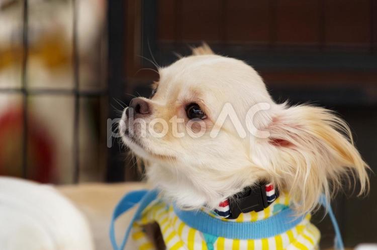 ワンコの顔（保護犬） 犬,チワワ,可愛い犬の写真素材