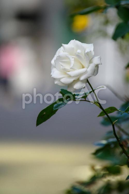東京港区赤坂4丁目の白い薔薇 ばら,丹後町,住宅街の写真素材