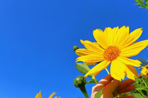 皇帝ひまわり　手　青空の写真