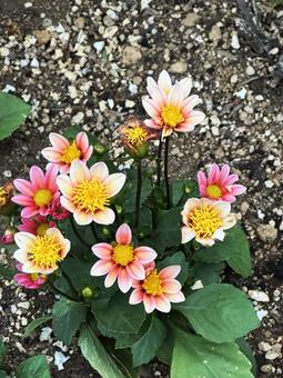 ピンクのかわいい花 ピンクのかわいい花,花,ピンクの写真素材