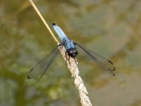 Photo, coconut shell, large salted dragonfly, dragonfly, 