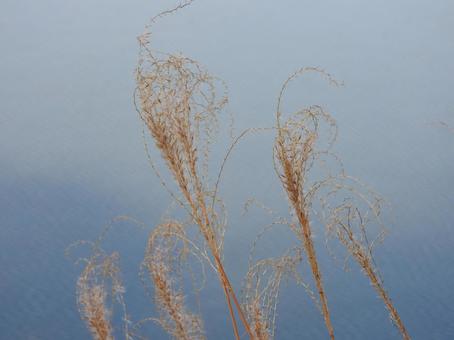 ススキと水面の写真