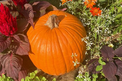 かぼちゃ ハロウィン,ハッピーハロウィン,かぼちゃの写真素材