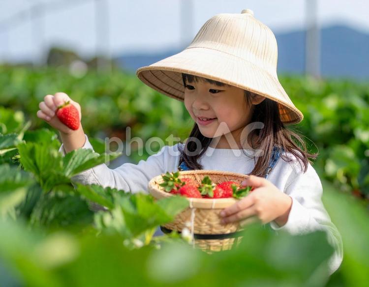 いちご狩りの女の子 いちご,いちご狩り,狩りの写真素材