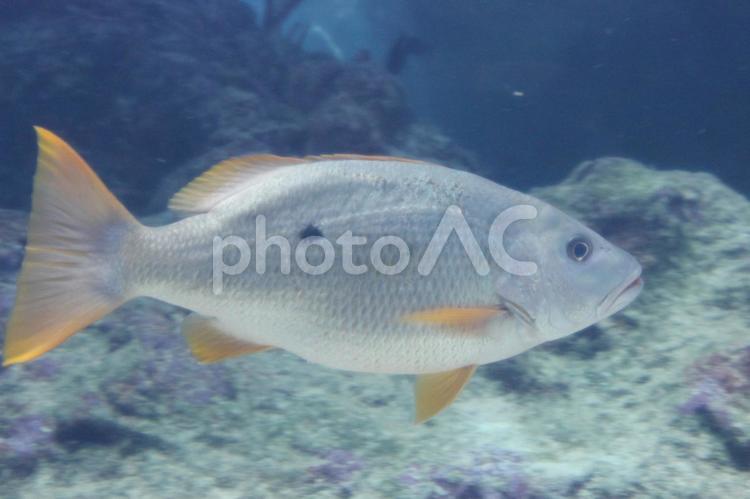 美ら海水族館 美ら海水族館,沖縄,魚の写真素材