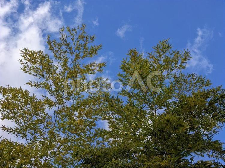 樹木 空,木,冬の写真素材